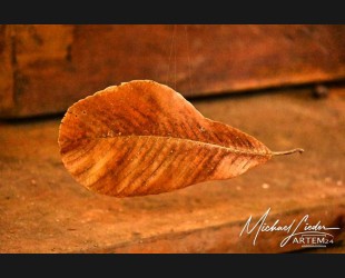 SCHWEBENDES BLATT